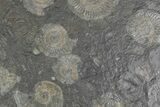 Fossil Ammonite Cluster - Posidonia Shale, Germany #383762-1